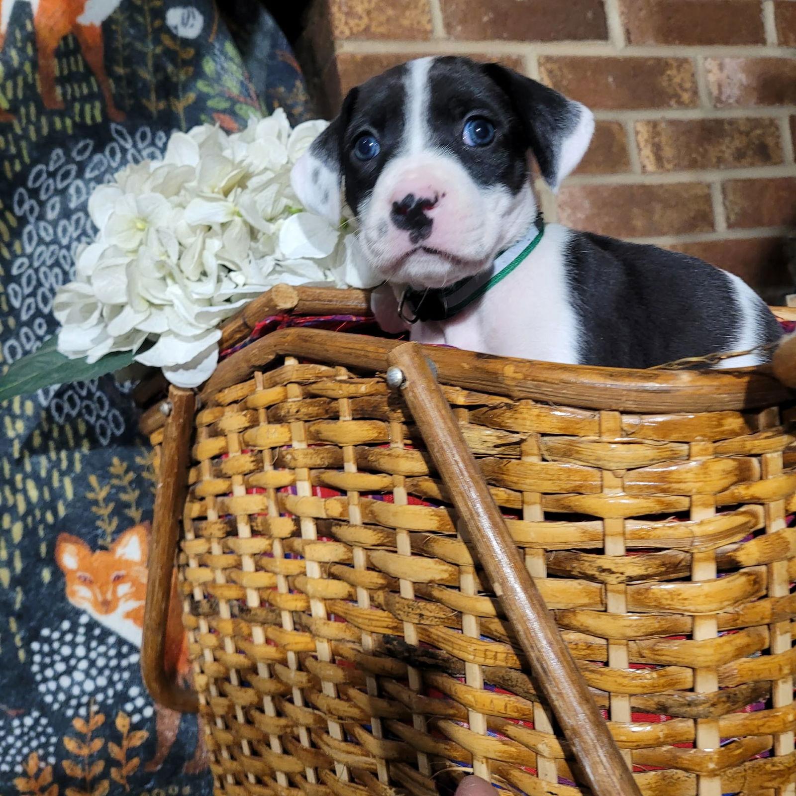 Orchid - Zelda's Litter — thumbnail 2