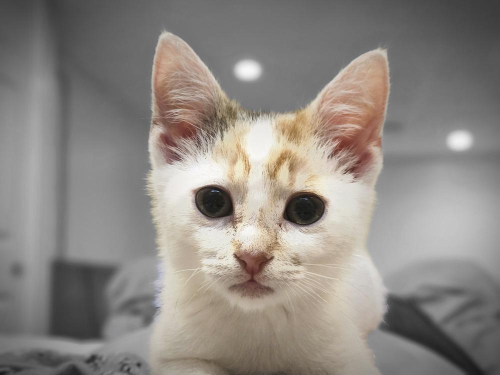 Bean, Adoptable, Kitten Female Domestic Short Hair.