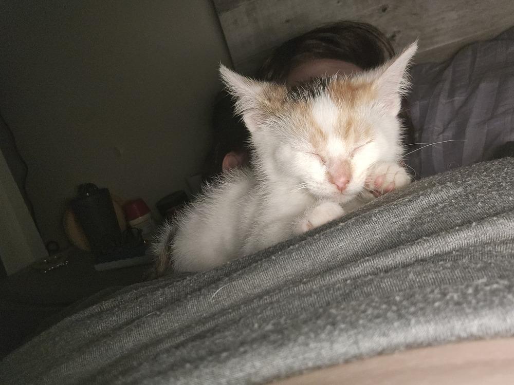 Bean, a Adoptable mixed breed in Lorain, OH image 2/6