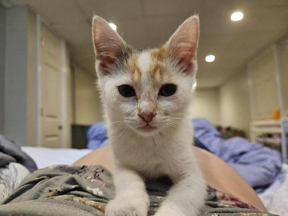 Bean, a Adoptable mixed breed in Lorain, OH image 3/6