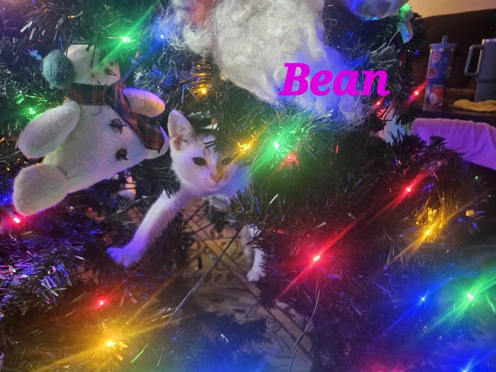 Bean, a Adoptable mixed breed in Lorain, OH image 4/6