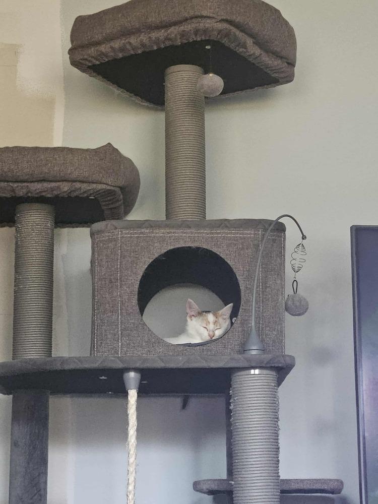 Bean, a Adoptable mixed breed in Lorain, OH image 5/6