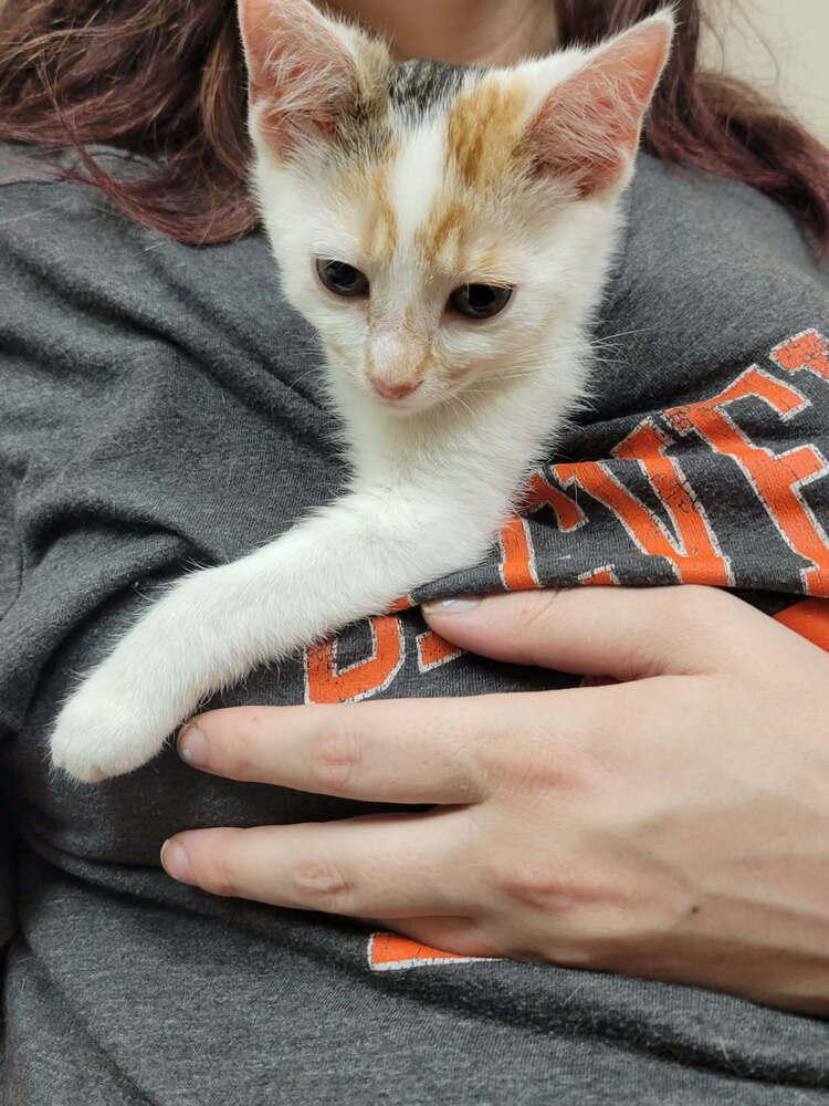 Bean, a Adoptable mixed breed in Lorain, OH image 6/6