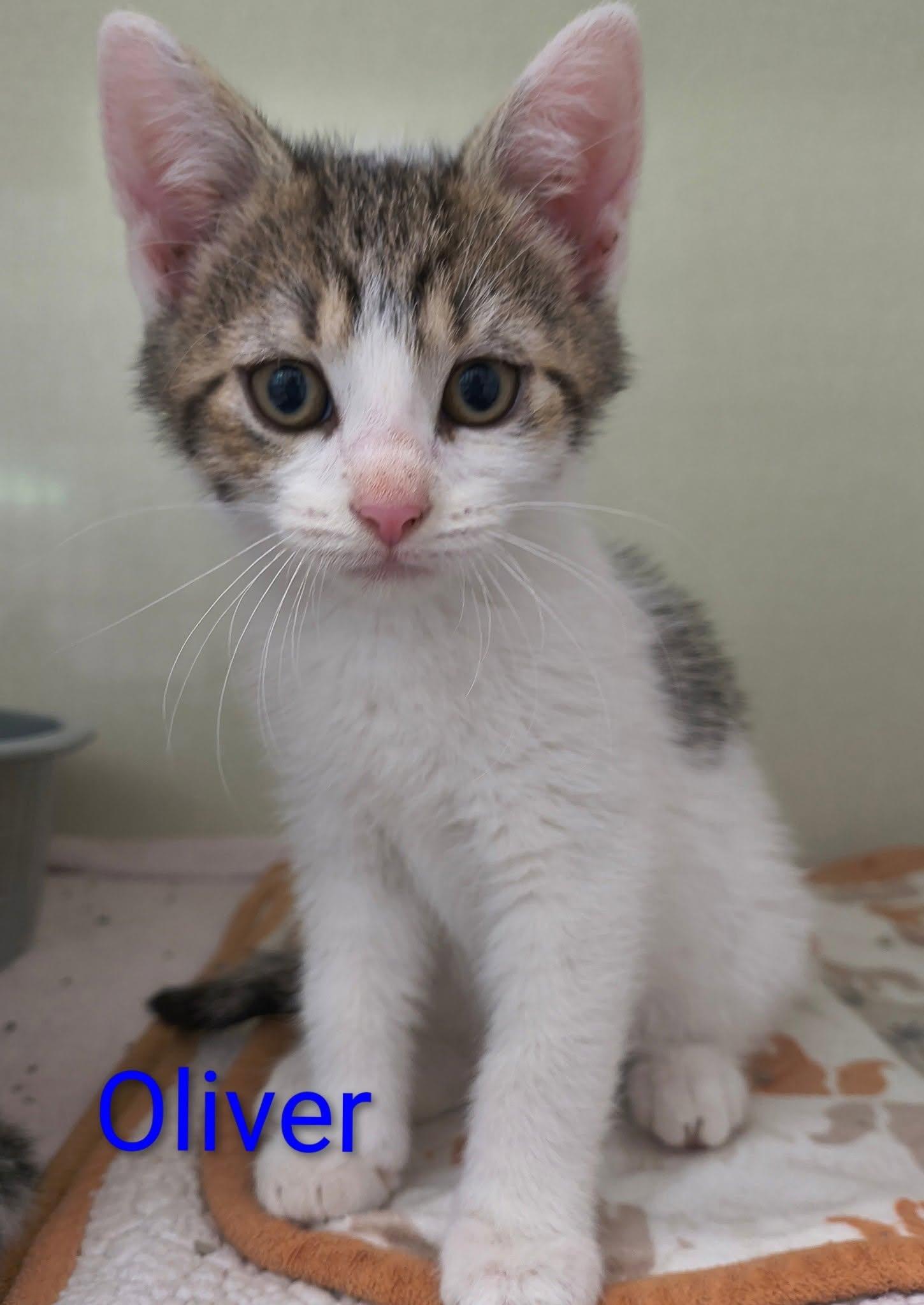 Oliver, adopted, Kitten Male Domestic Short Hair.