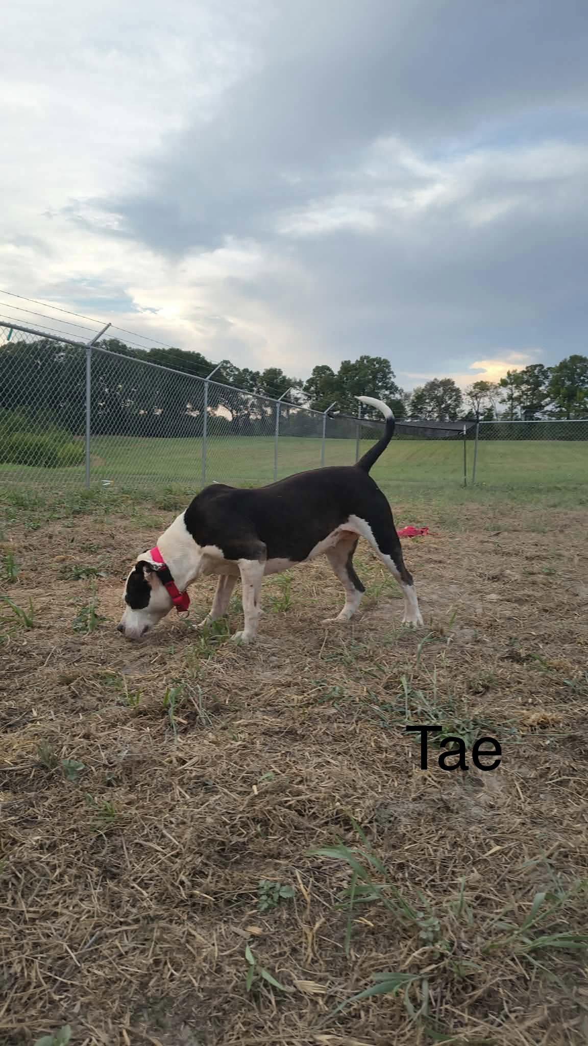 Enlarge Tae, a Adoptable Pit Bull Terrier in Farmerville, LA image 2/3