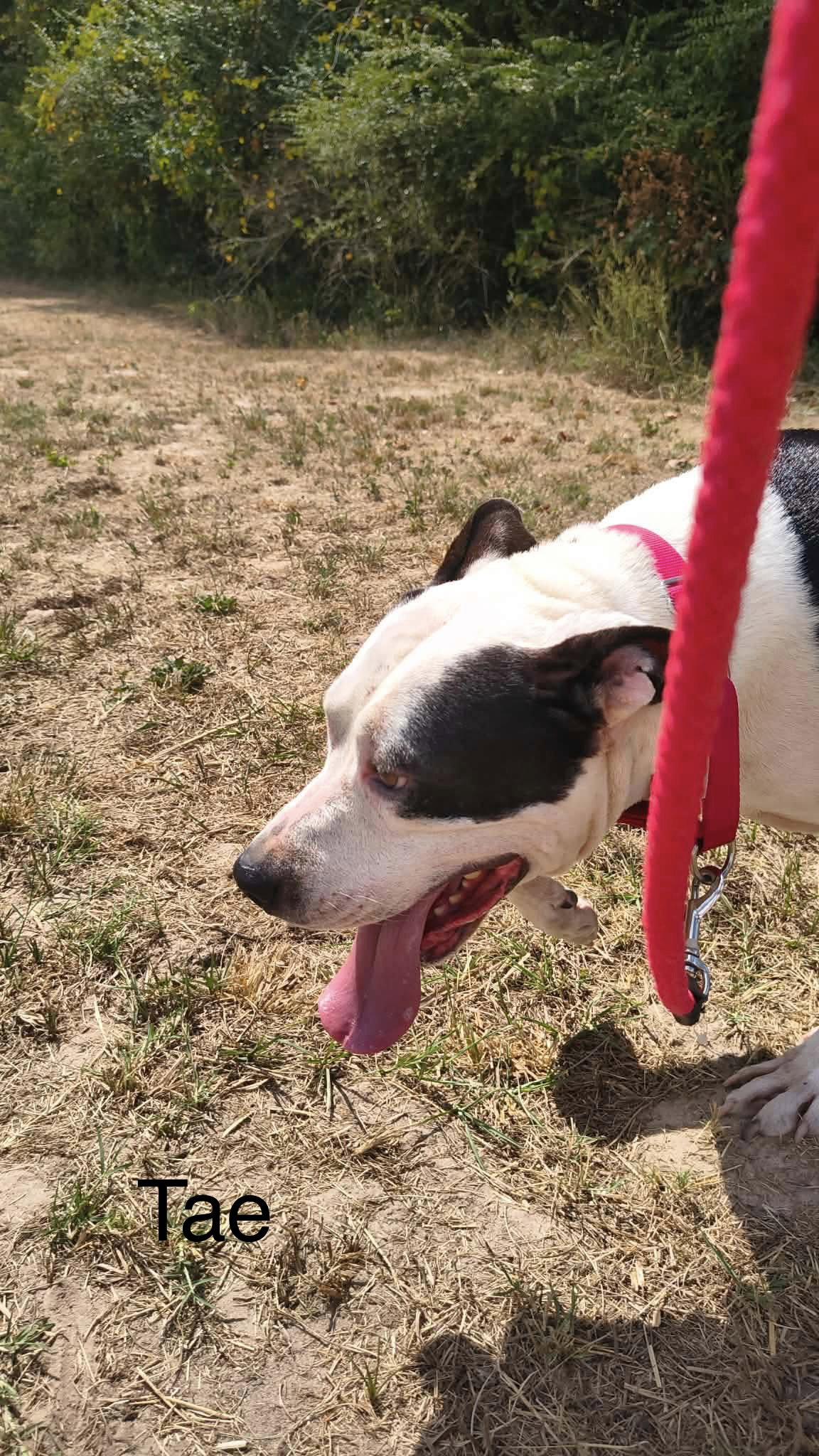 Enlarge Tae, a Adoptable Pit Bull Terrier in Farmerville, LA image 3/3