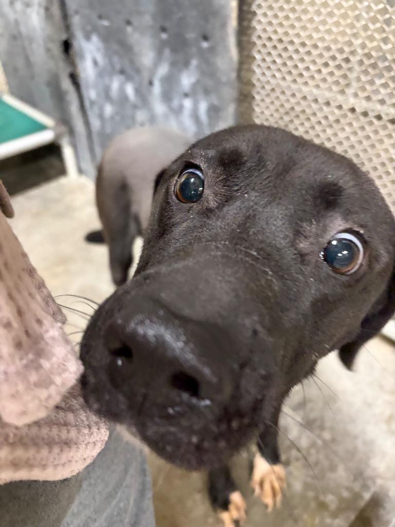 Simba, Adoptable, Young Male American Staffordshire Terrier & Labrador Retriever.