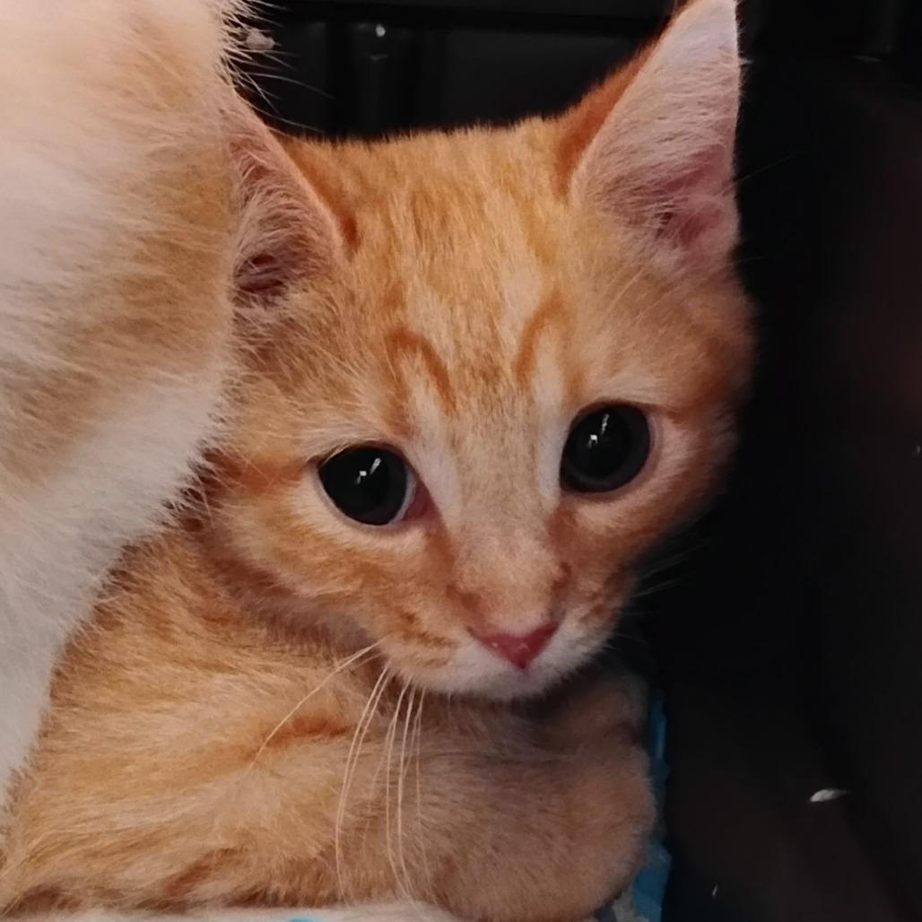 Pudding, Adoptable, Kitten Male Domestic Short Hair.