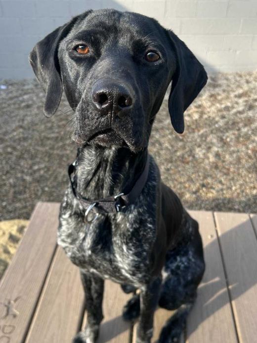 Rip, an adoptable German Shorthaired Pointer in Detroit, MI image 3/4