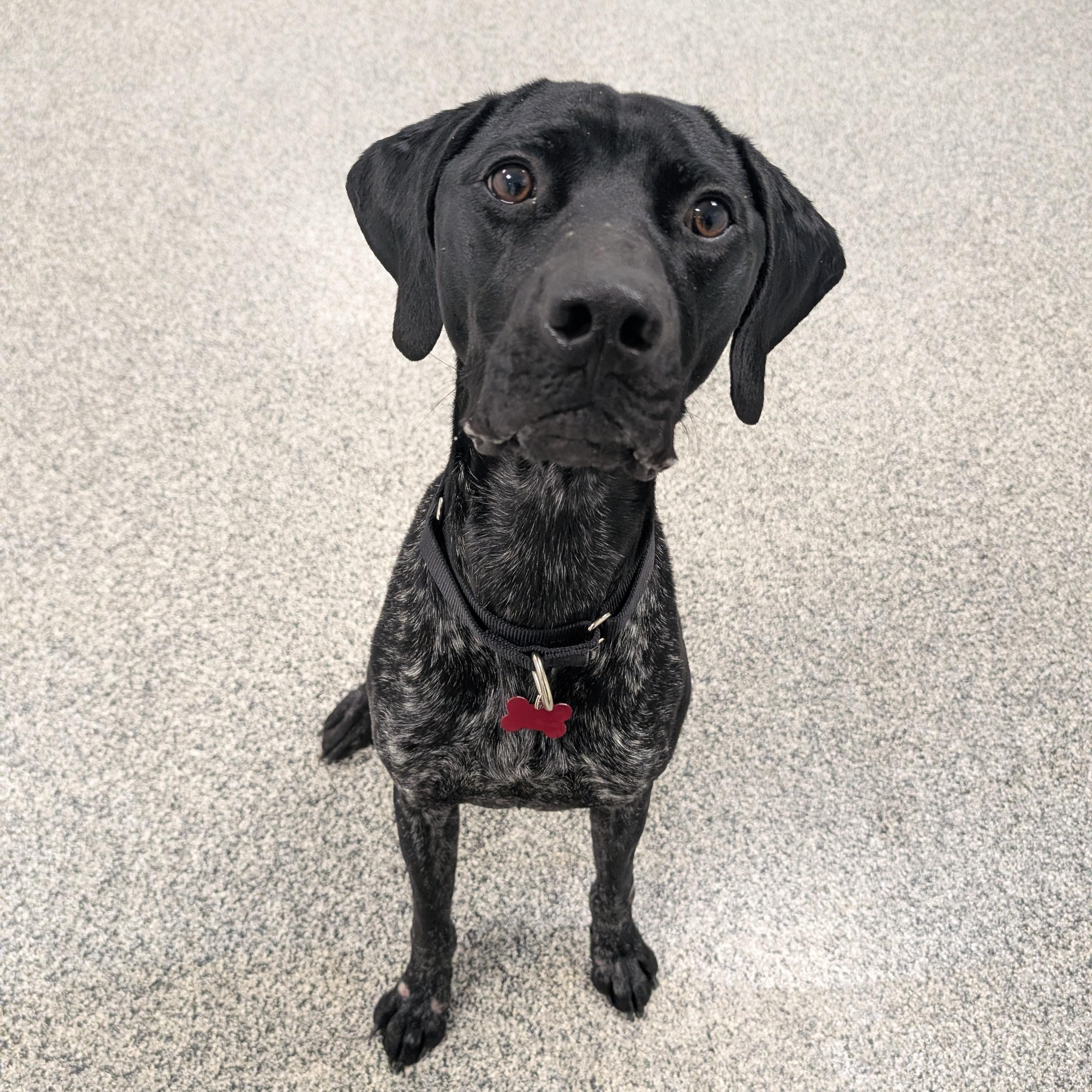 Rip, adoptable, Young Male German Shorthaired Pointer.