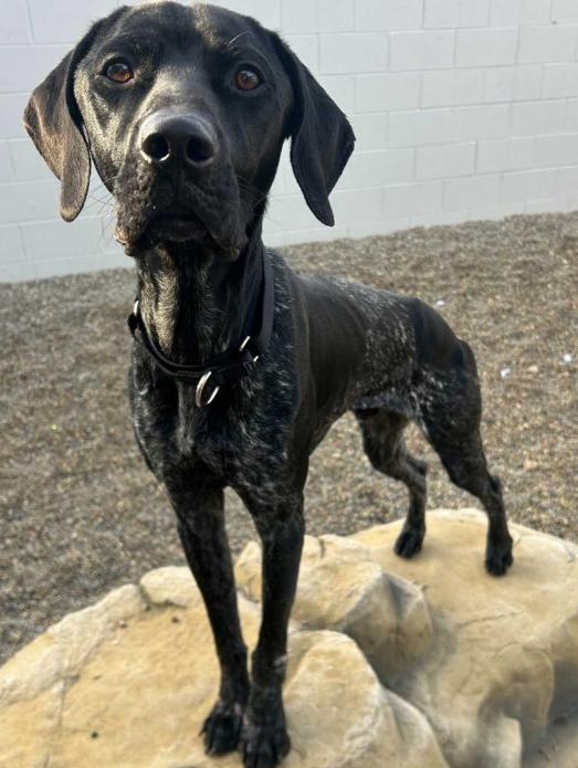 Rip, an adoptable German Shorthaired Pointer in Detroit, MI image 2/4