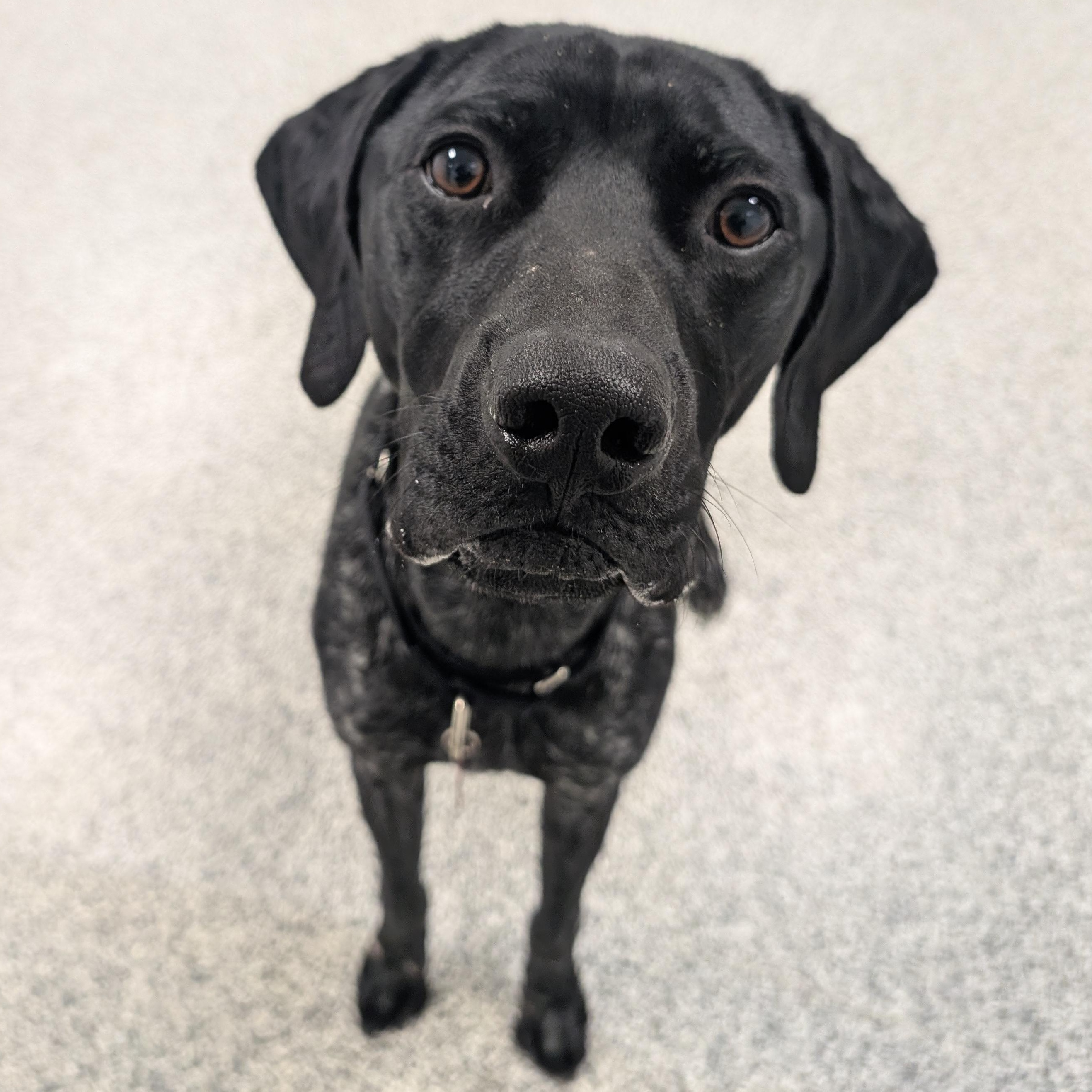 Rip, an adoptable German Shorthaired Pointer in Detroit, MI image 4/4