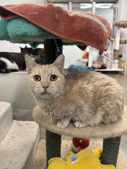 Enlarge Emerald Jade Green Ball (E34), a Adoptable mixed breed in Lafayette, IN image 2/3