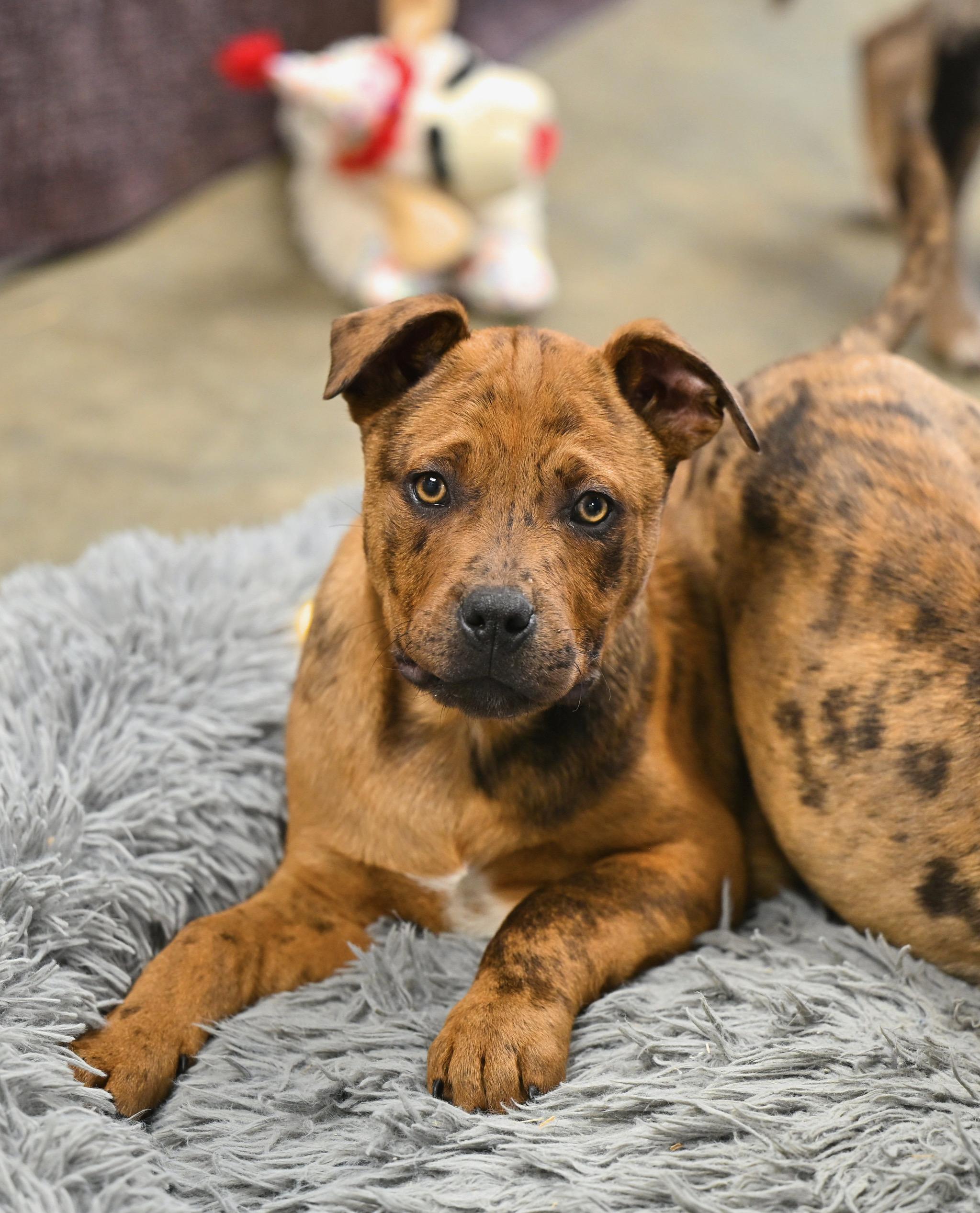Hondo, adopted, Puppy Male Catahoula Leopard Dog & Terrier.