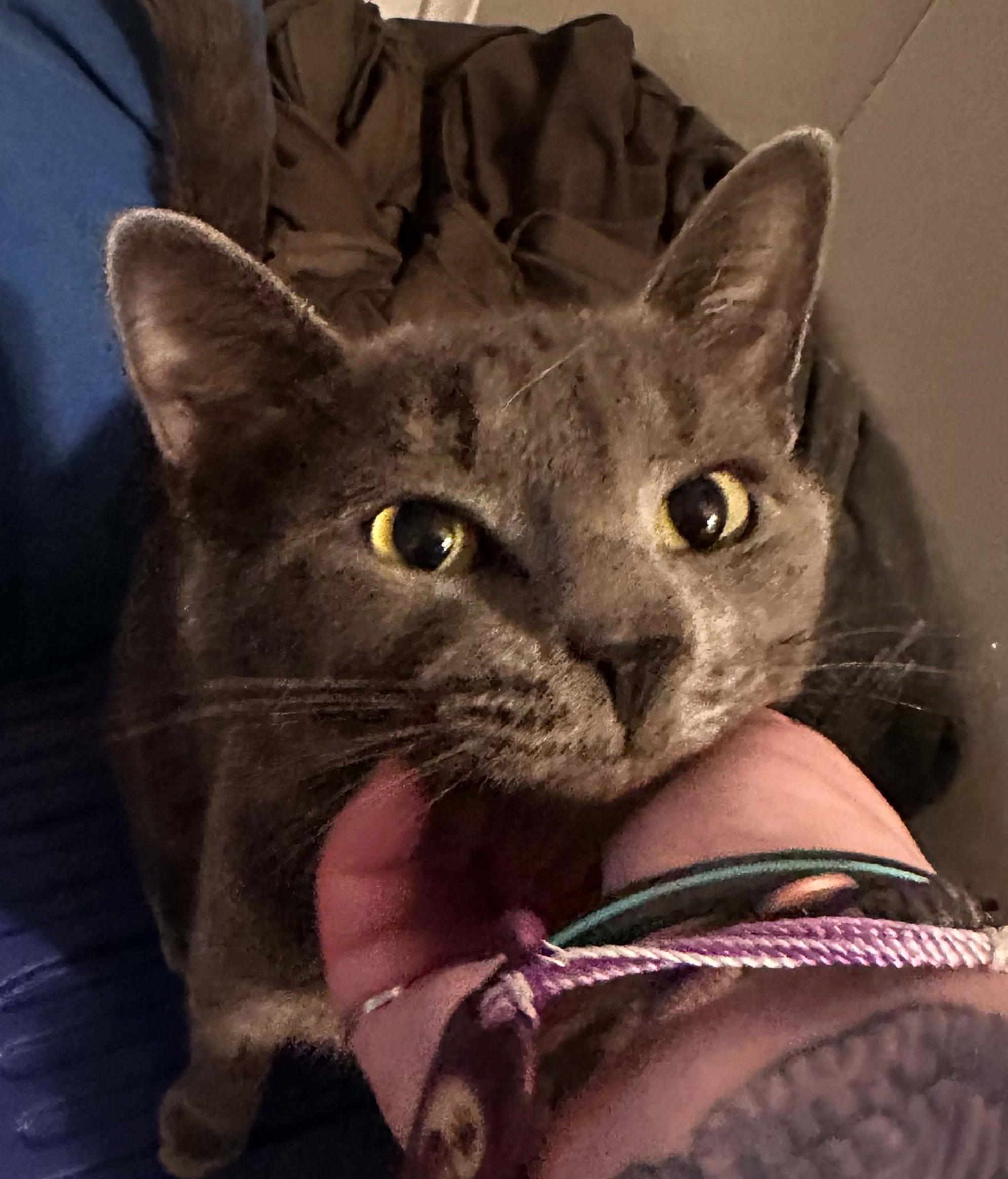 Enlarge Leo, a ADOPTABLE Domestic Short Hair in Lynchburg, VA image 2/4