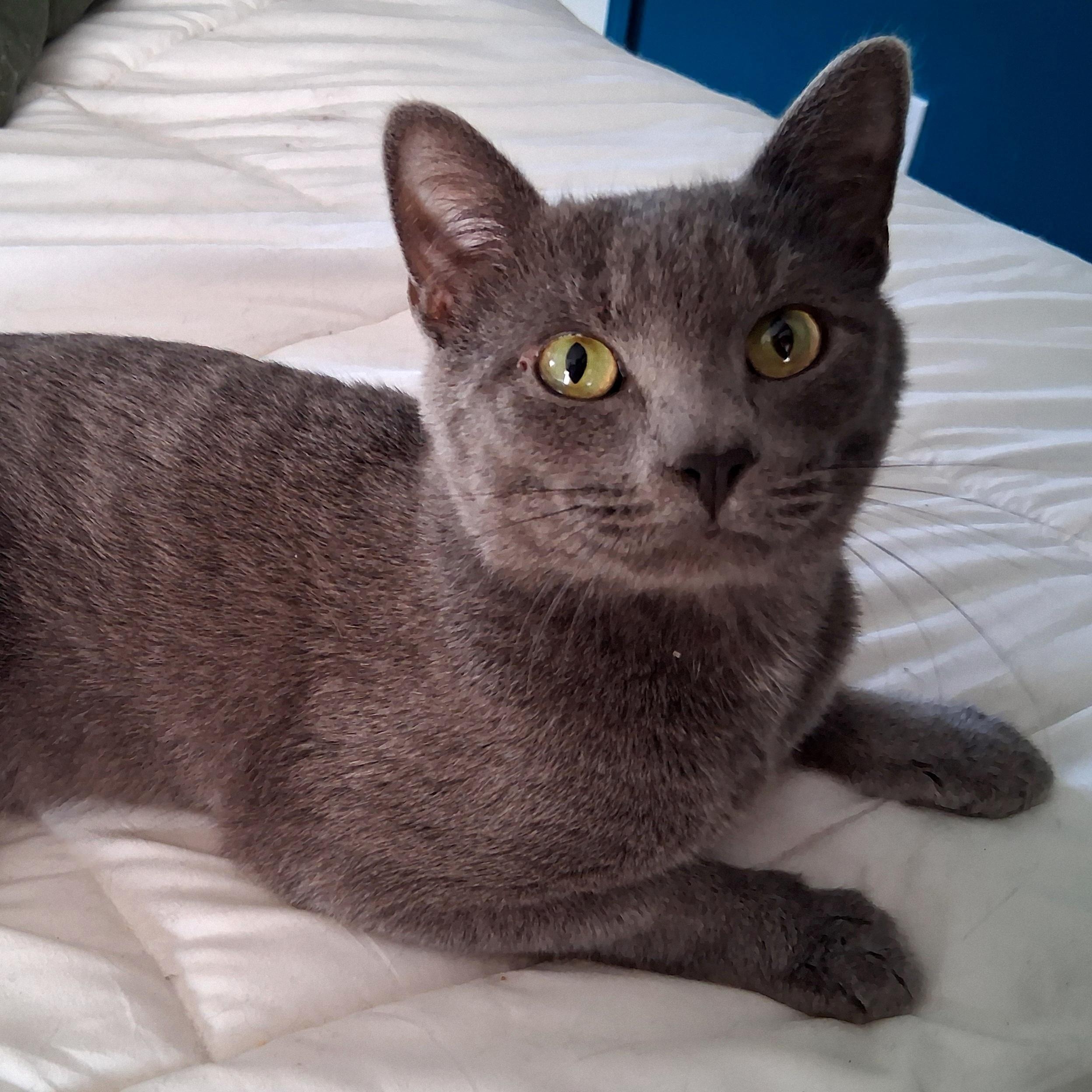 Leo, ADOPTABLE, Young Male Domestic Short Hair.