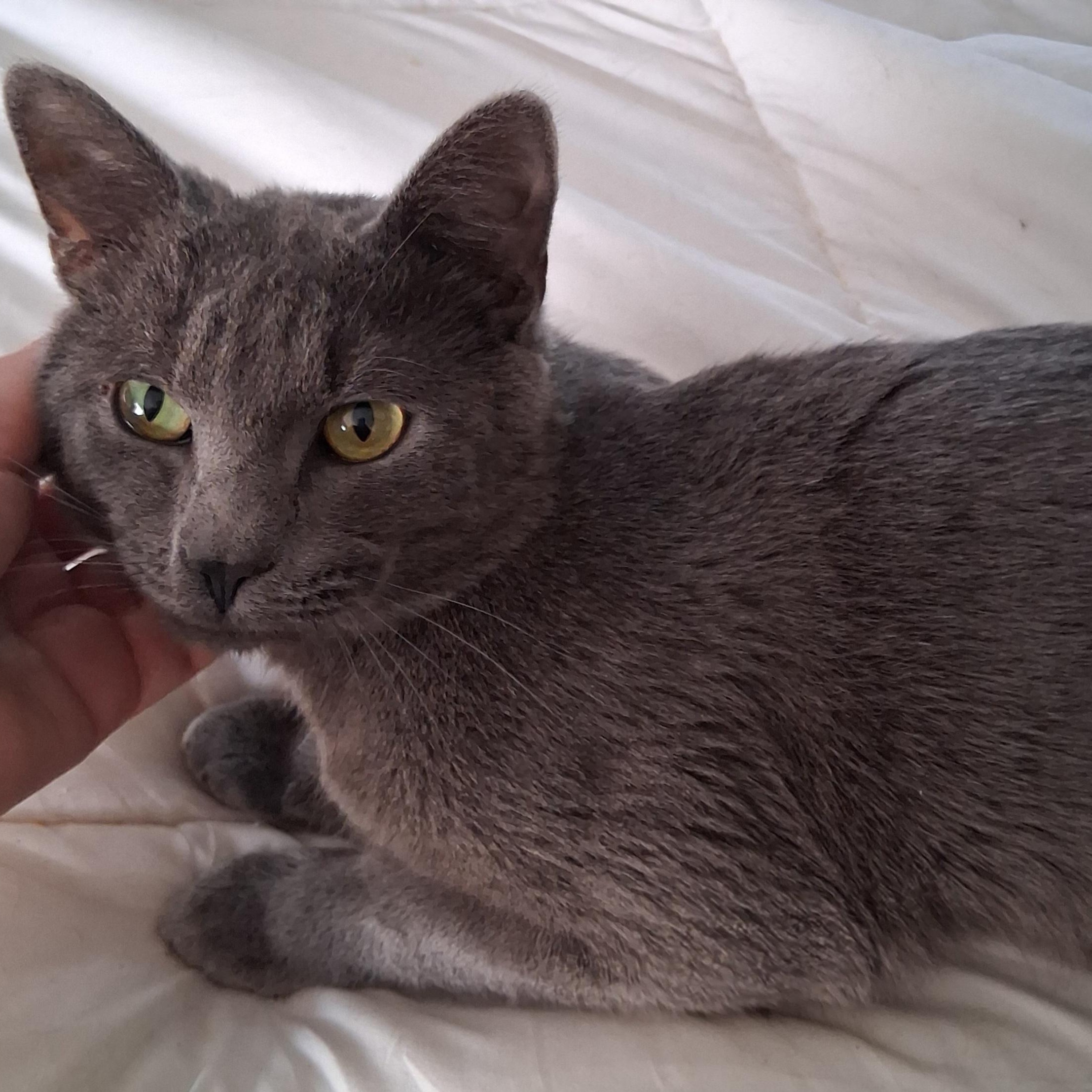 Enlarge Leo, a ADOPTABLE Domestic Short Hair in Lynchburg, VA image 3/4