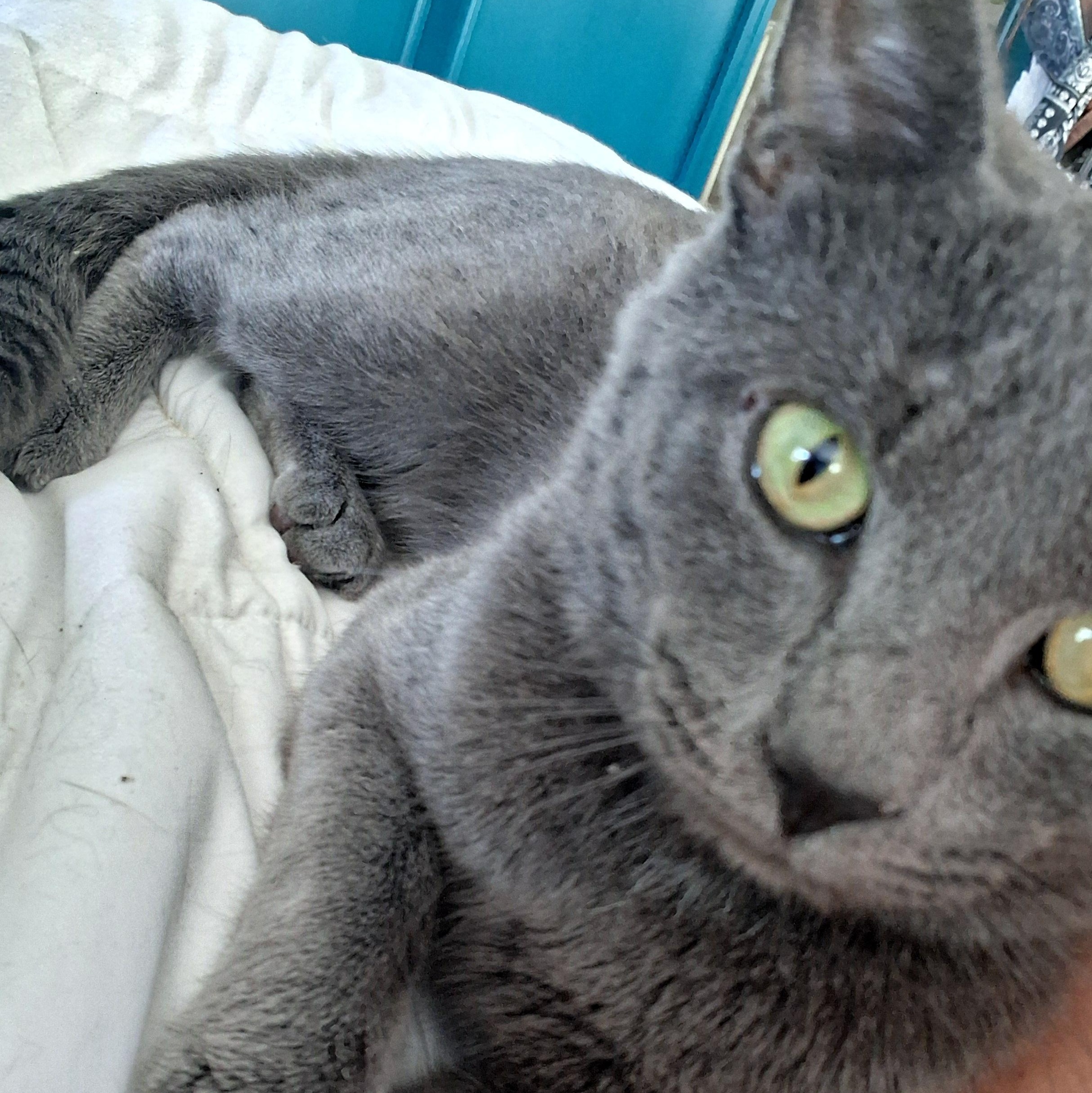 Enlarge Leo, a ADOPTABLE Domestic Short Hair in Lynchburg, VA image 4/4