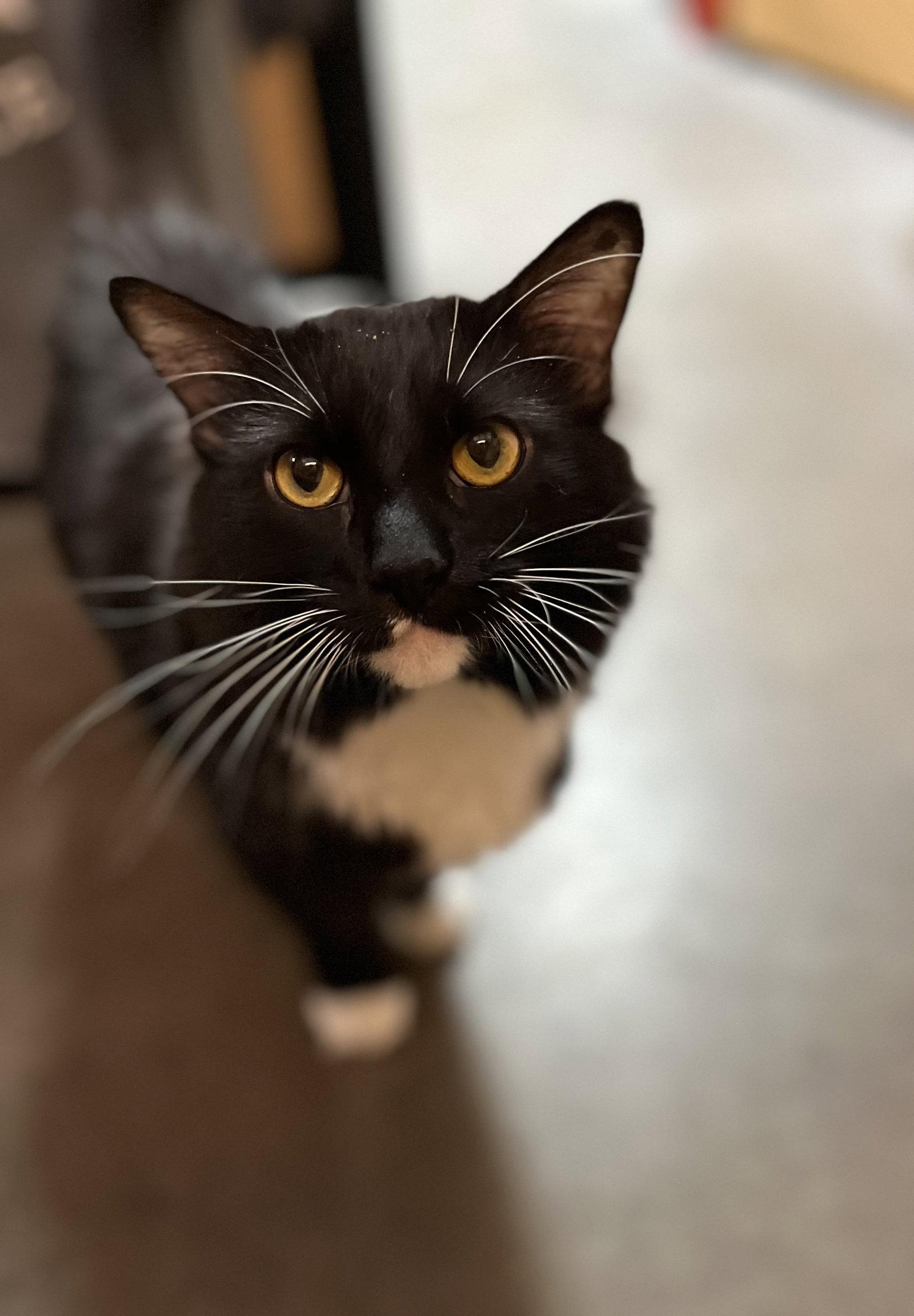 Timmy, Adoptable, Young Male Domestic Long Hair.