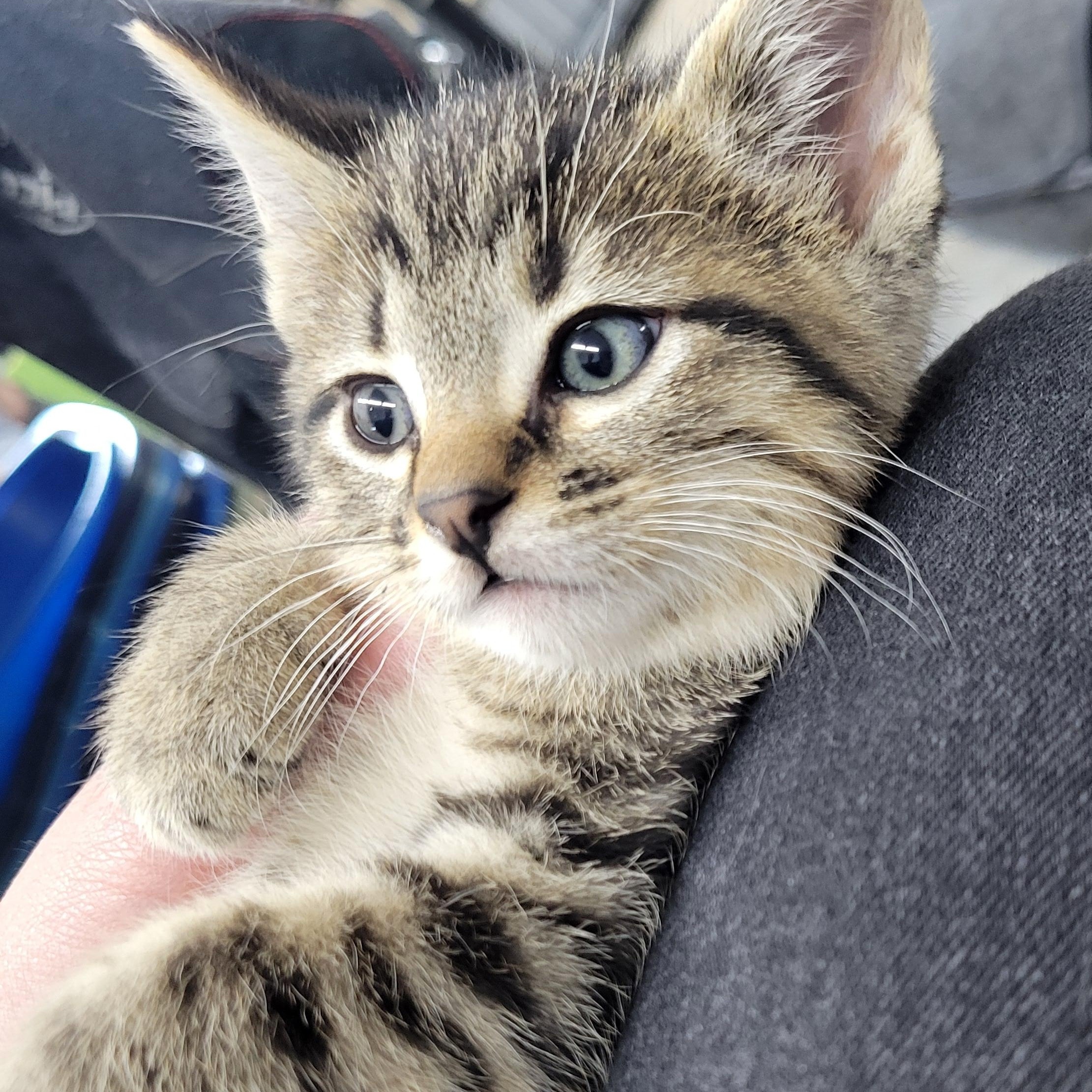 Moose, ADOPTABLE, Kitten Male Domestic Short Hair.
