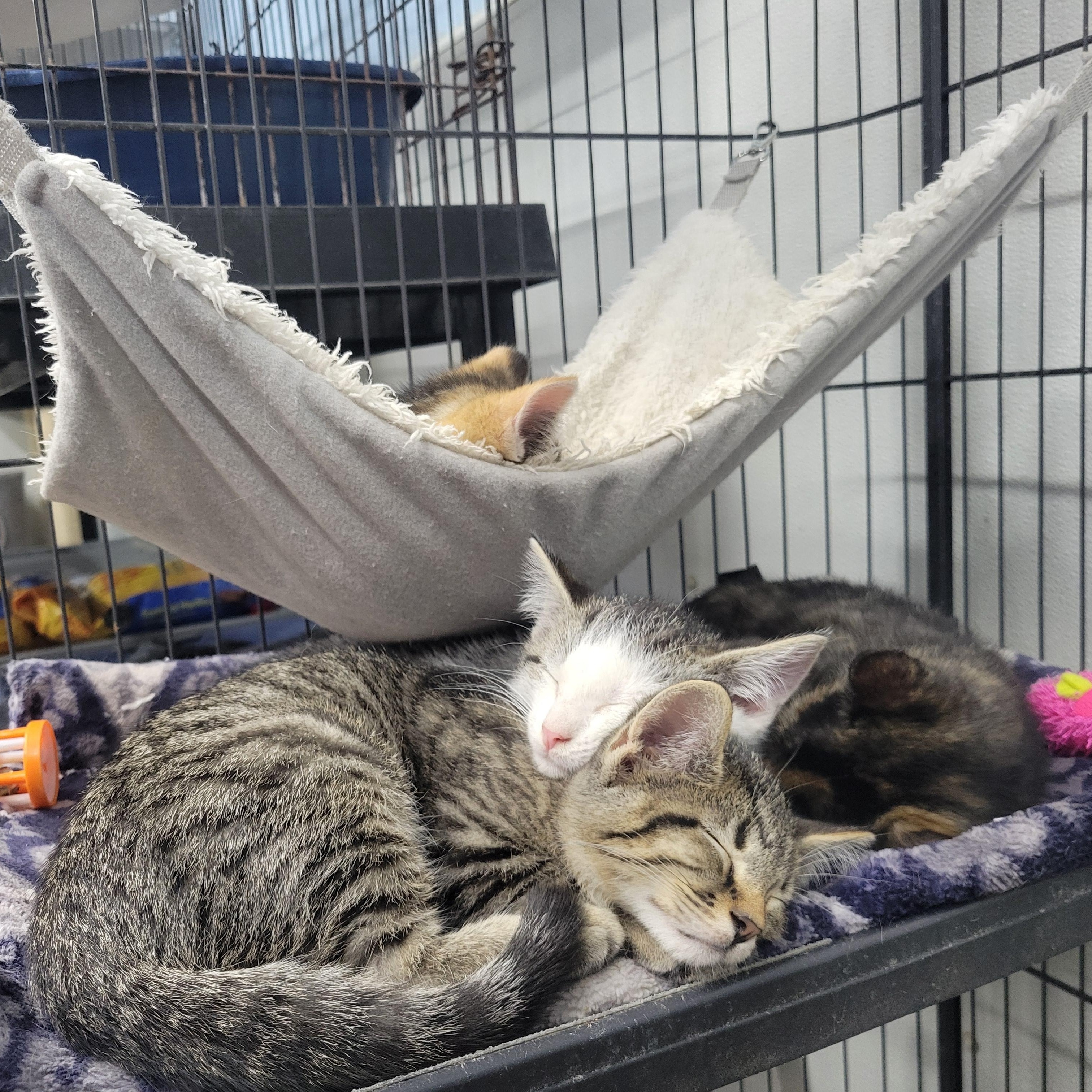 Enlarge Moose, a ADOPTABLE Domestic Short Hair in Clarinda, IA image 4/4