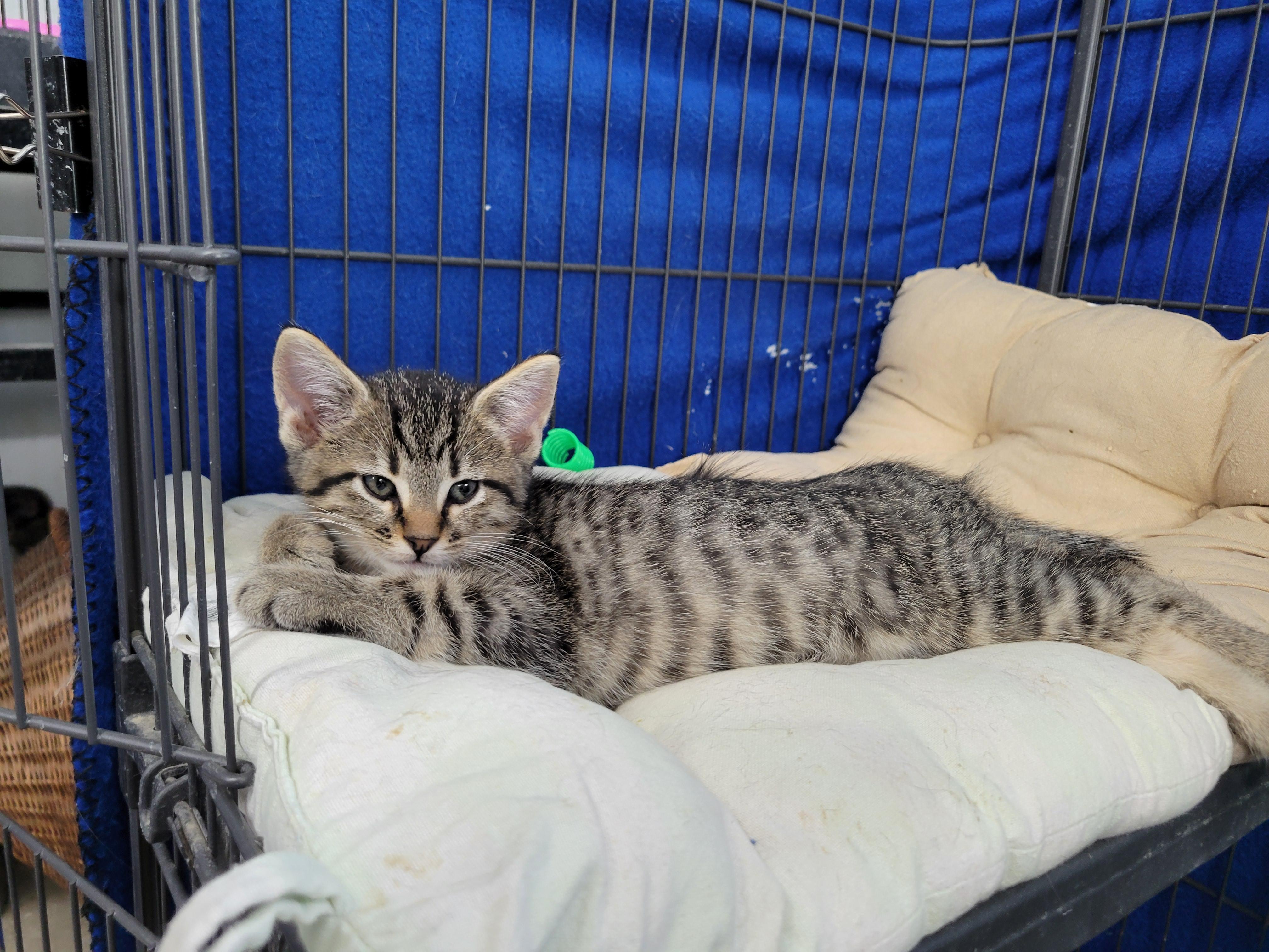 Enlarge Moose, a ADOPTABLE Domestic Short Hair in Clarinda, IA image 2/4