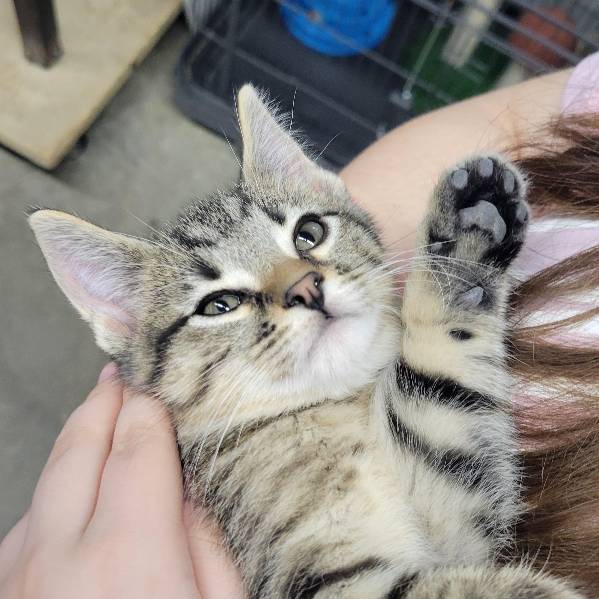 Enlarge Moose, a ADOPTABLE Domestic Short Hair in Clarinda, IA image 3/4