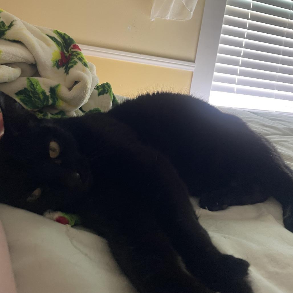 Little One, Adoptable, Adult Female Domestic Short Hair.
