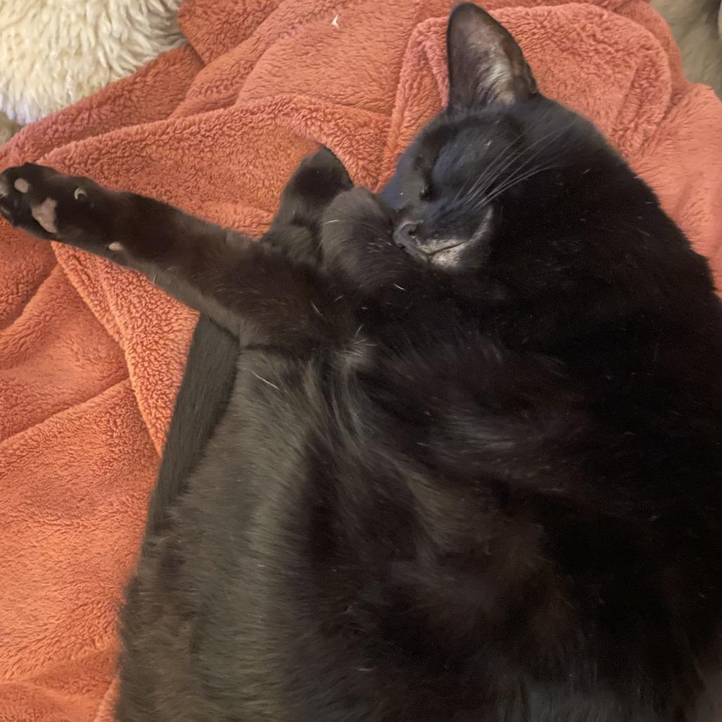 Enlarge Little One, a Adoptable Domestic Short Hair in Santa Barbara, CA image 2/6
