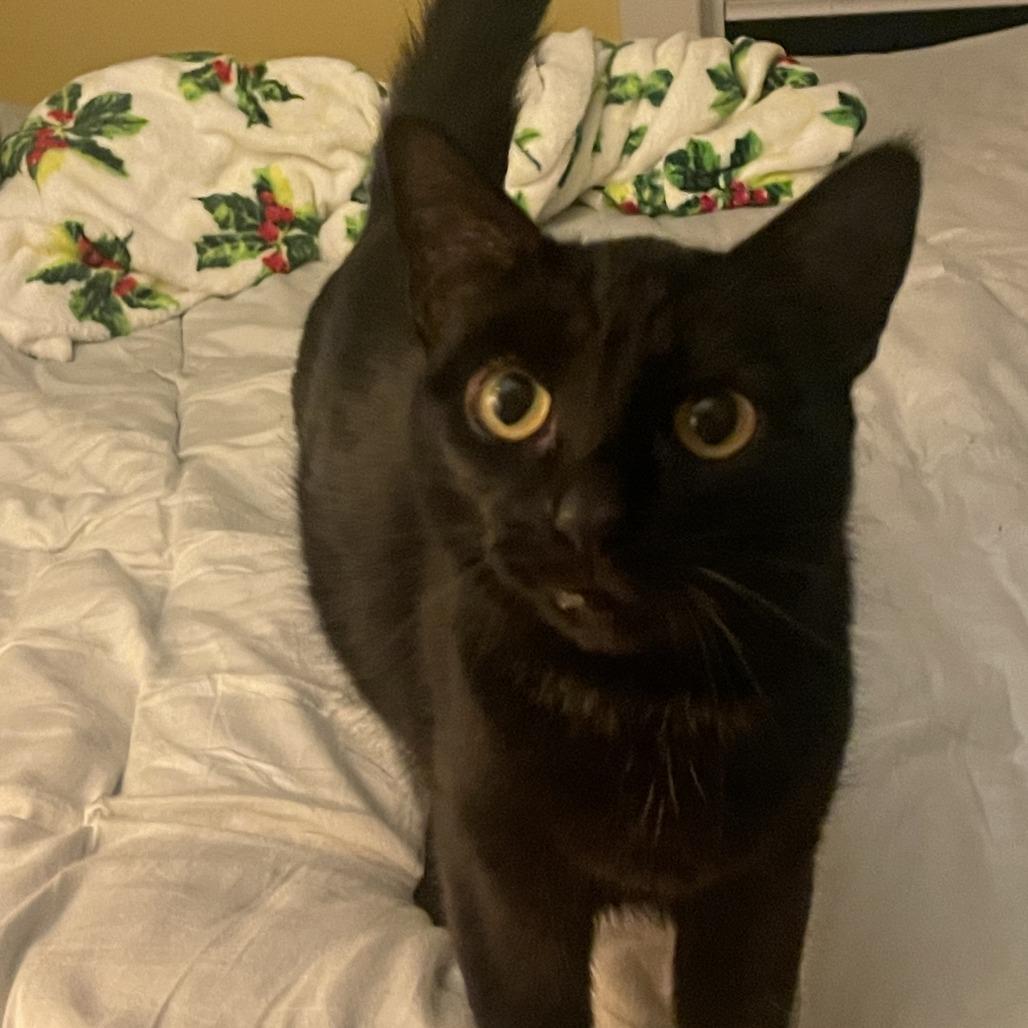 Enlarge Little One, a Adoptable Domestic Short Hair in Santa Barbara, CA image 3/6