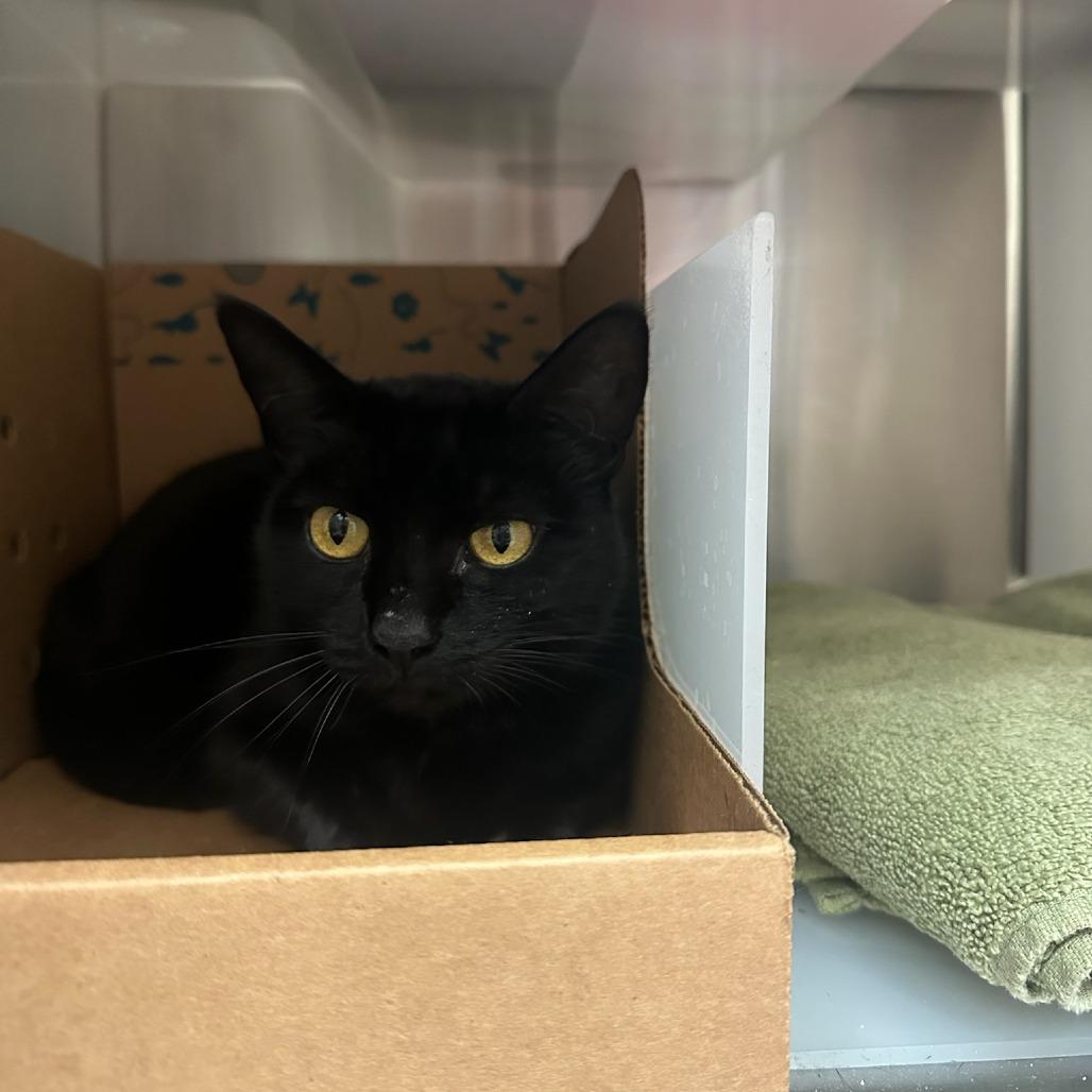 Little One, Adoptable, Adult Female Domestic Short Hair.