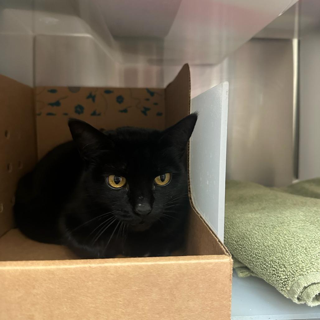 Little One, a Adoptable Domestic Short Hair in Santa Barbara, CA image 2/2