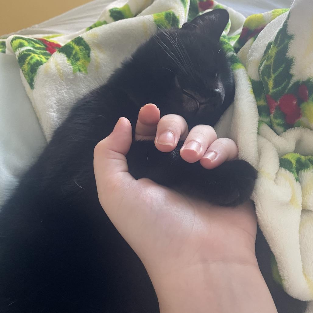 Enlarge Little One, a Adoptable Domestic Short Hair in Santa Barbara, CA image 6/6