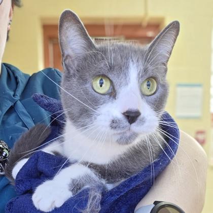 Kitty Pryde, Adoptable, Young Female Domestic Short Hair & Domestic Short Hair.