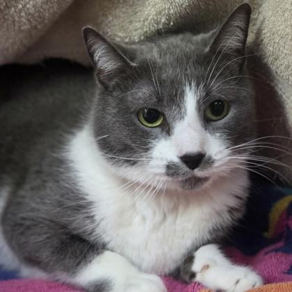 Enlarge Kitty Pryde, a Adoptable mixed breed in Sterling Heights, MI image 2/3