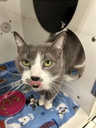 Enlarge Kitty Pryde, a Adoptable mixed breed in Sterling Heights, MI image 3/3