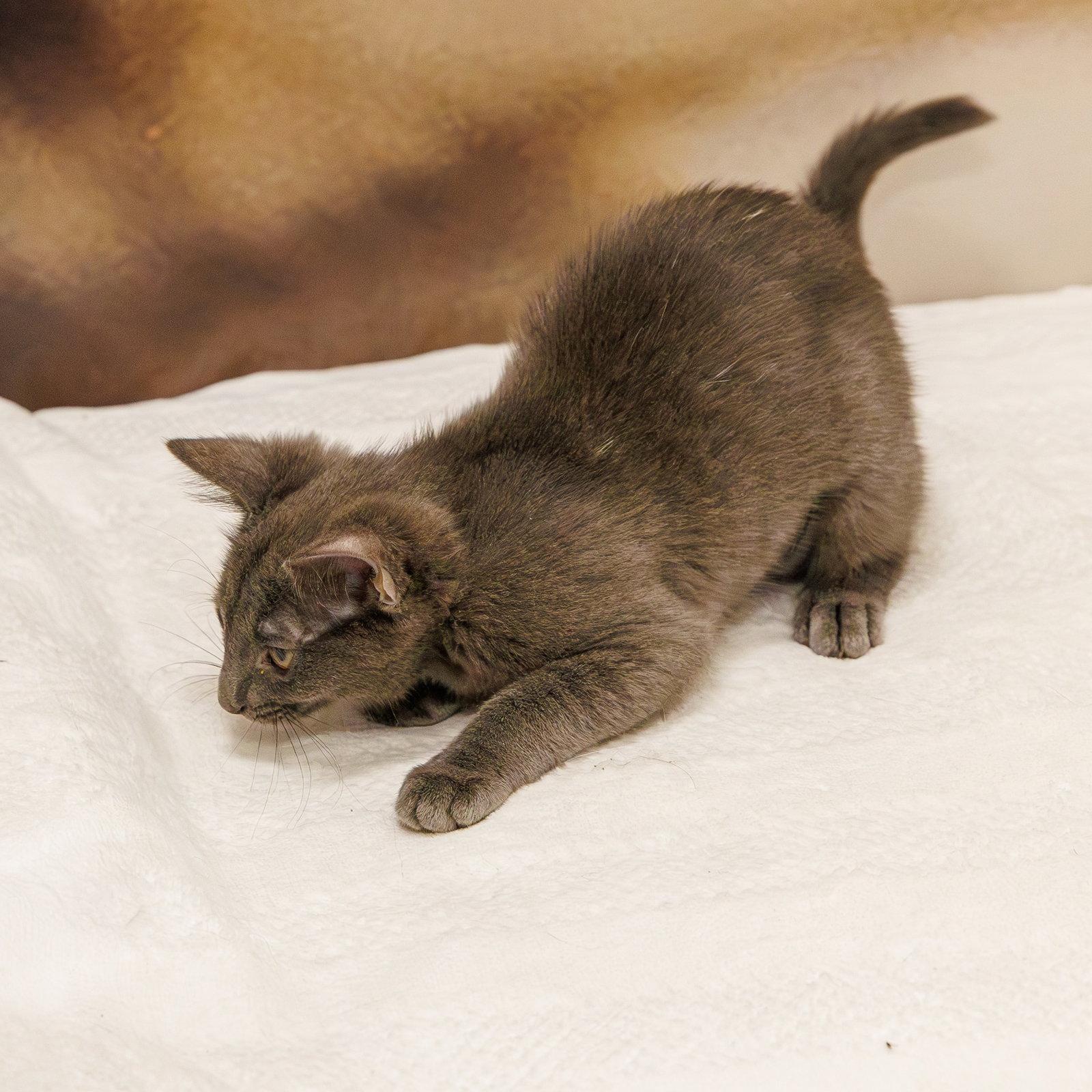 Ritzy, Adoptable, Kitten Female Domestic Short Hair & Russian Blue.
