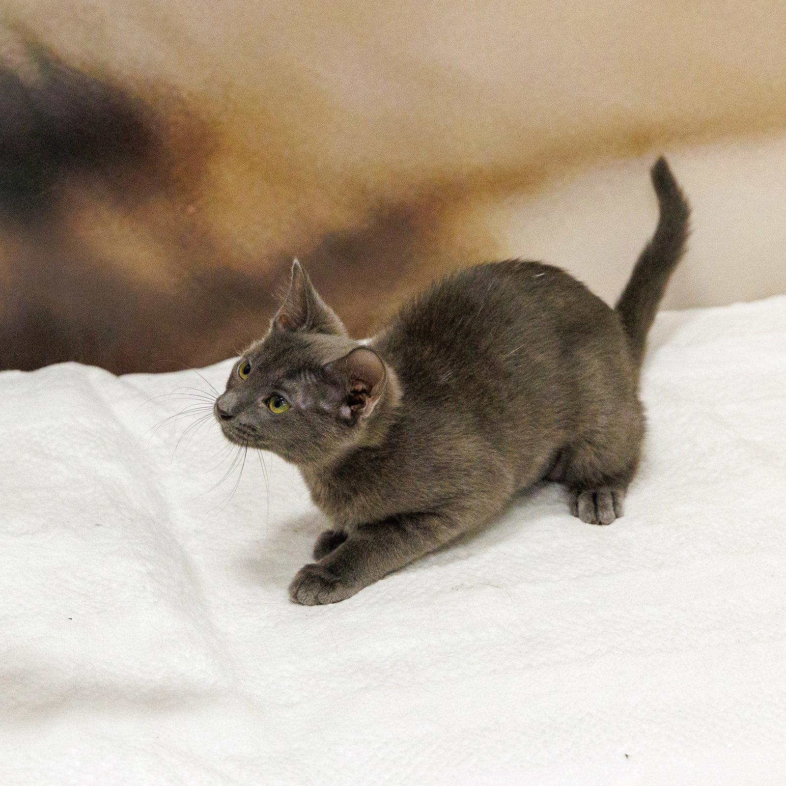 Enlarge Ritzy, a Adoptable mixed breed in St. Cloud, FL image 2/2