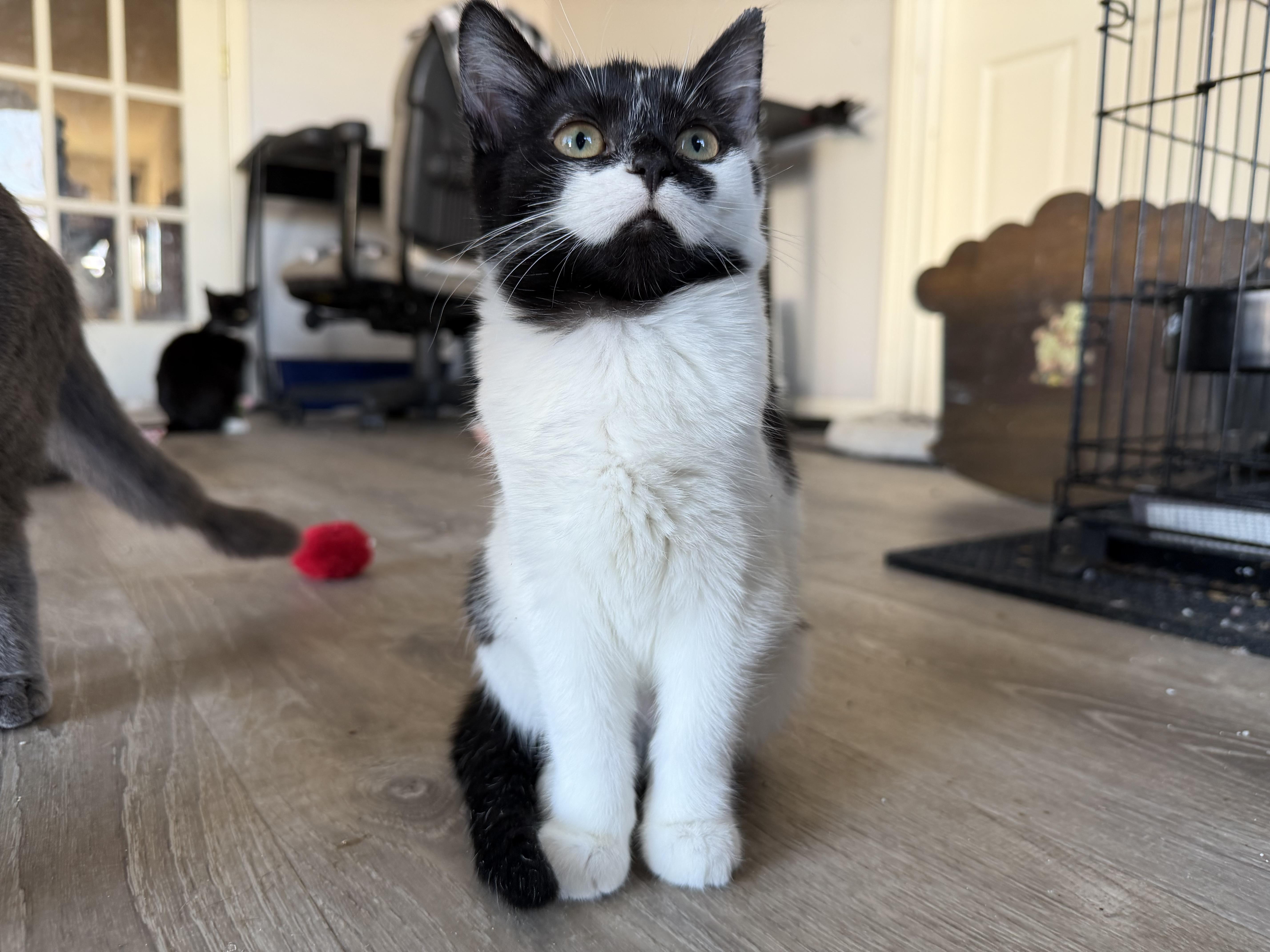 Enlarge Butternut, a ADOPTABLE Domestic Short Hair in Kirklin, IN image 3/3