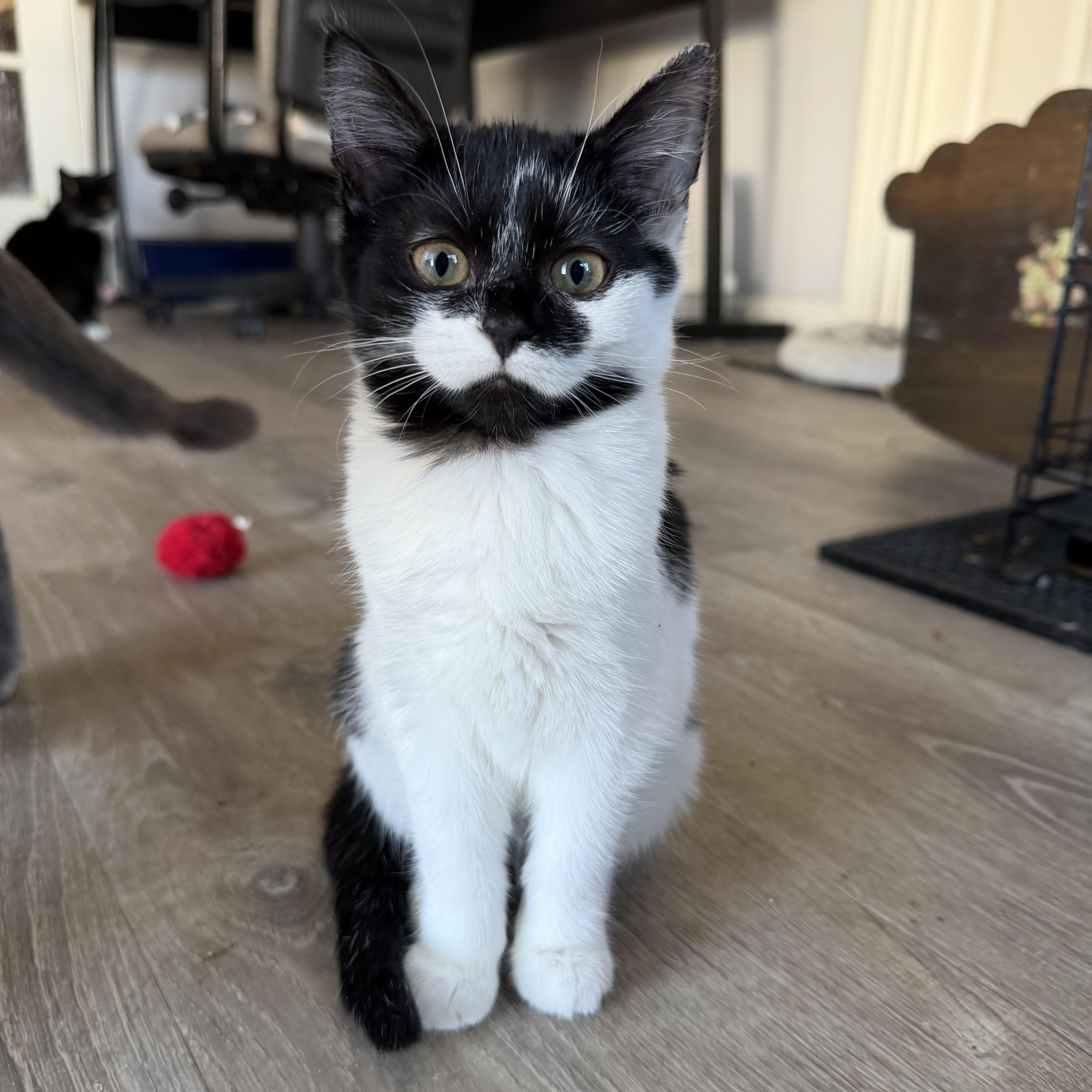 Butternut, ADOPTABLE, Kitten Female Domestic Short Hair.