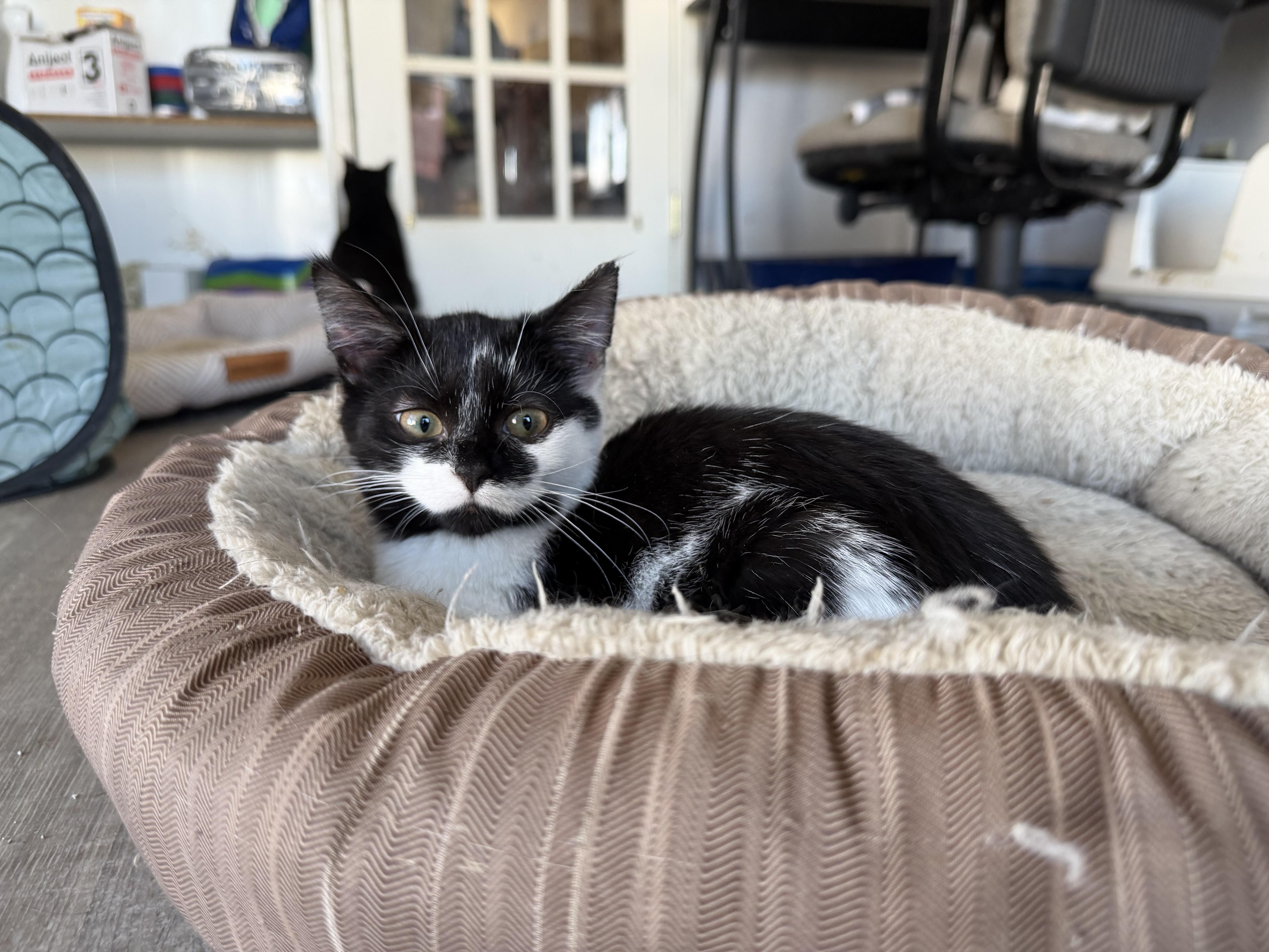 Enlarge Butternut, a ADOPTABLE Domestic Short Hair in Kirklin, IN image 2/3