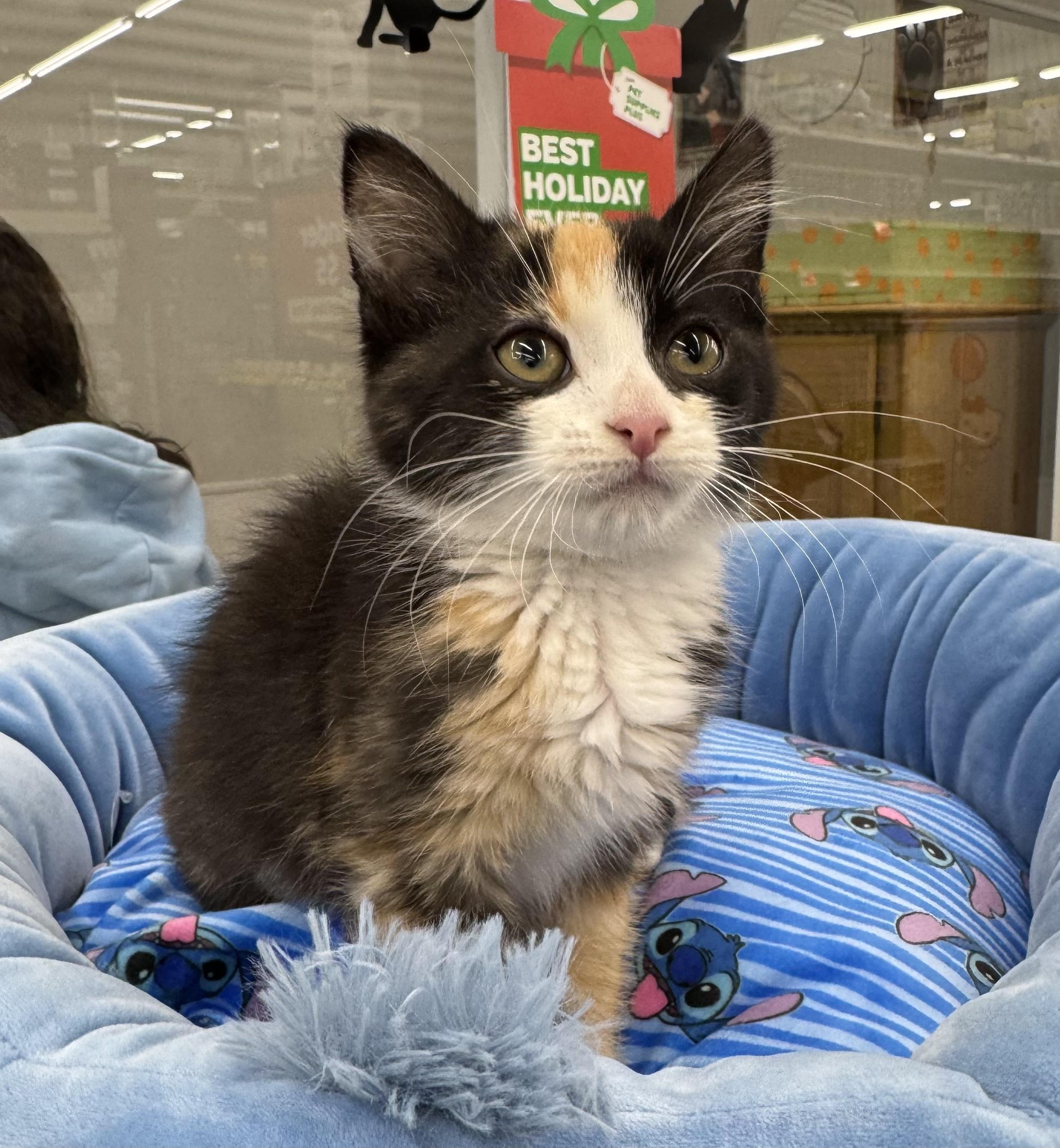 Enlarge Widow, an adopted Calico in Goshen, IN image 1/3