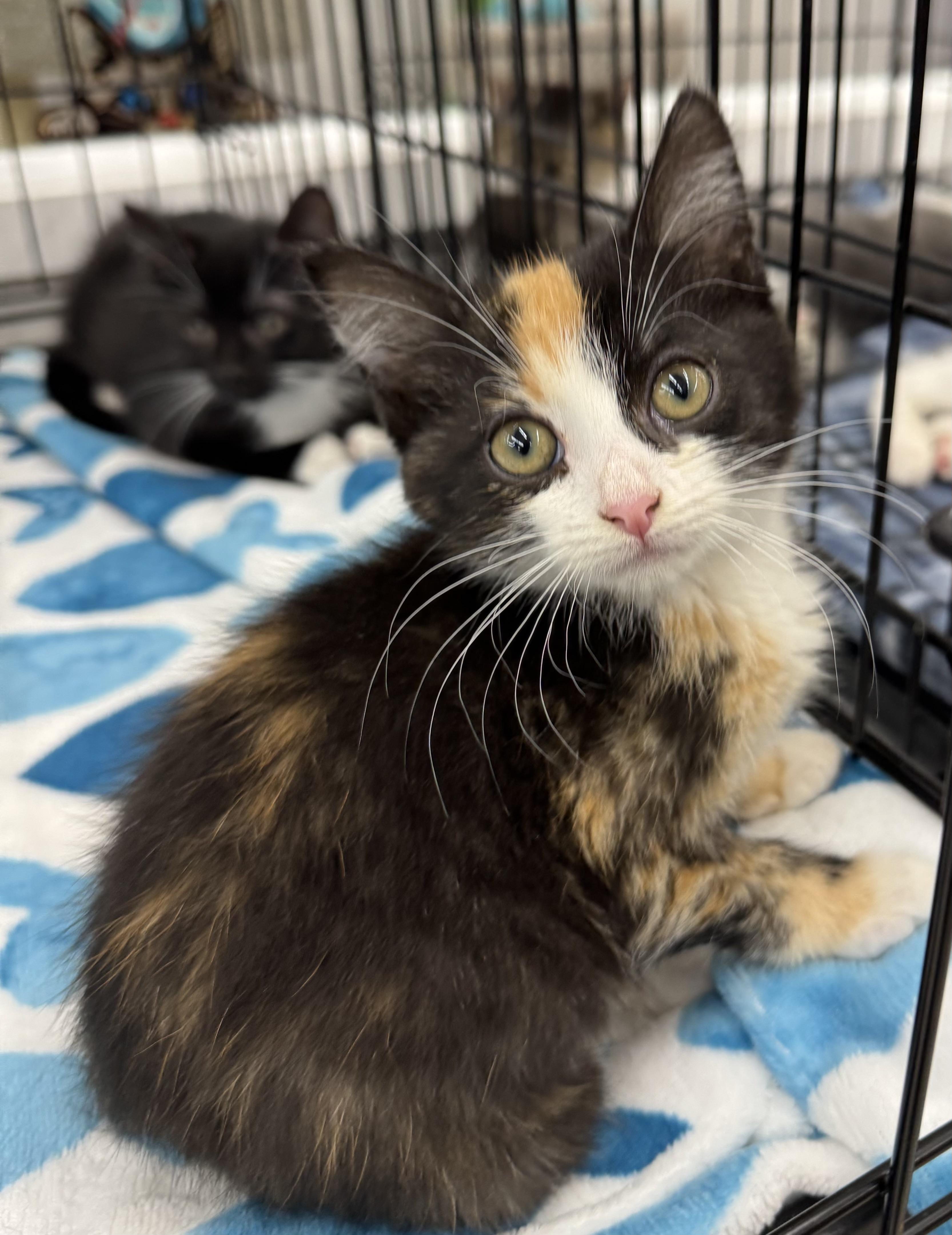 Enlarge Widow, an adopted Calico in Goshen, IN image 3/3