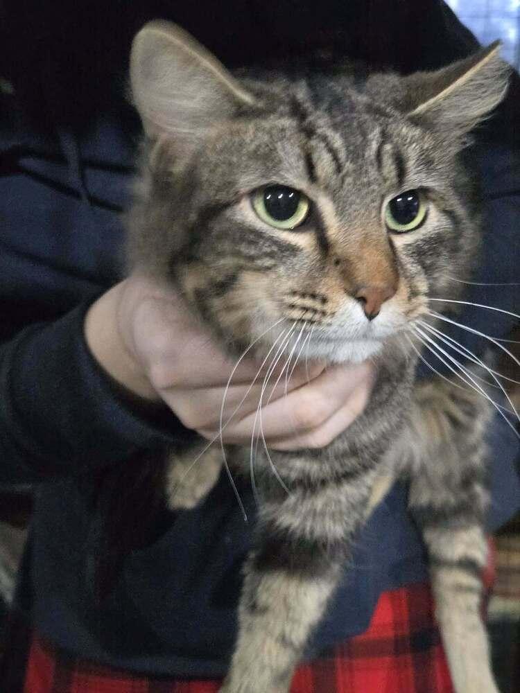 Dusty, Adoptable, Adult Male Domestic Long Hair.