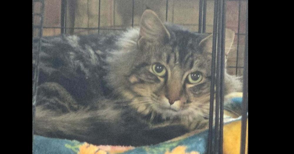 Enlarge Dusty, a Adoptable Domestic Long Hair in Springdale, PA image 2/4