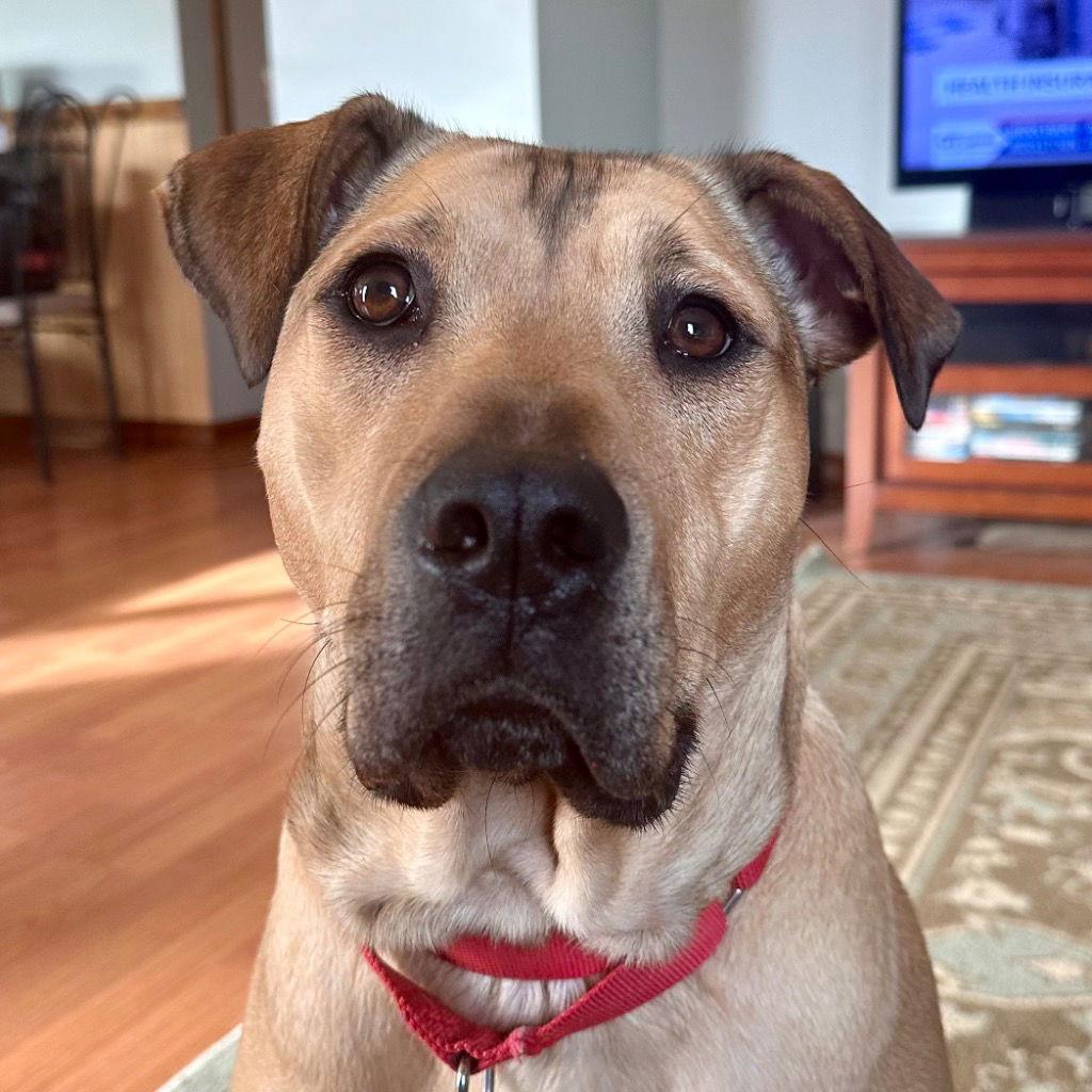 Maggie, Adoptable, Adult Female Shar-Pei & Terrier.
