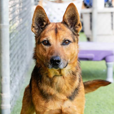 LOBO, Adoptable, Senior Male German Shepherd Dog & Mixed Breed.