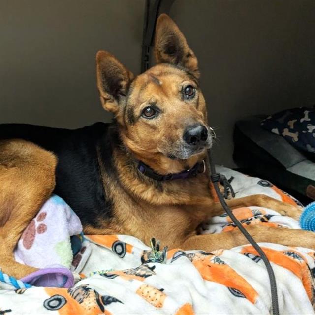 Enlarge LOBO, a Adoptable mixed breed in Camarillo, CA image 1/1