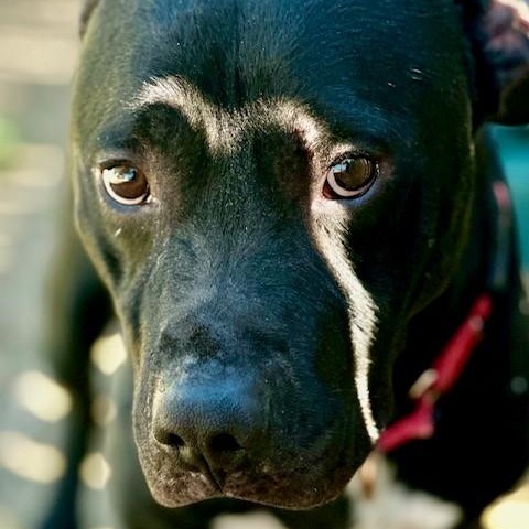 Enlarge Lucky, an adoptable mixed breed in Phoenix, OR image 4/4
