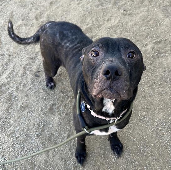 Enlarge Lucky, an adoptable mixed breed in Phoenix, OR image 2/4